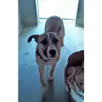 Foto dell\'animale cane - Matr. 2018/0123 - Microchip 380260043520035