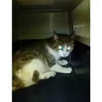 Foto dell\'animale gatto - Matr. 2018/0128 - Microchip 380260043513270