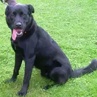 Foto dell\'animale cane - Matr. 2008/1991 - Microchip 981100000765334