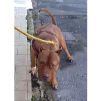 Foto dell\'animale cane - Matr. 2018/0133 - Microchip 380260043519723