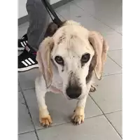 Foto dell\'animale cane - Matr. 2018/0135 - Microchip 380260042531977