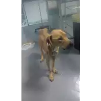 Foto dell\'animale cane - Matr. 2018/0142 - Microchip 380260043519719