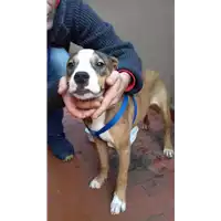Foto dell\'animale cane - Matr. 2018/0143 - Microchip 380260043519995