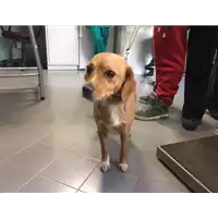 cane - Matr. 2017/2269 - Microchip 380260042531669