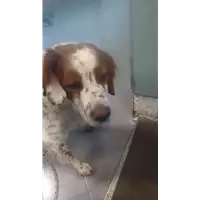 Foto dell\'animale cane - Matr. 2018/0147 - Microchip 981100002207001