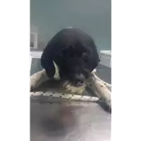 Foto dell\'animale cane - Matr. 2018/0148 - Microchip 380260043519759