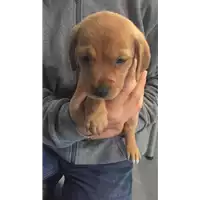 Foto dell\'animale cane - Matr. 2018/0078 - Microchip 380260043519769