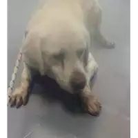 Foto dell\'animale cane - Matr. 2018/0149 - Microchip 380260000794033