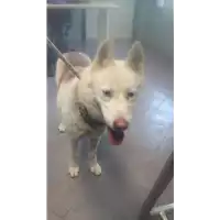 Foto dell\'animale cane - Matr. 2018/0150 - Microchip 380260043520474