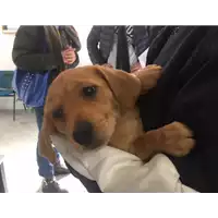 Foto dell\'animale cane - Matr. 2018/0151 - Microchip 380260043513407
