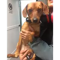 Foto dell\'animale cane - Matr. 2018/0154 - Microchip 380260043389912