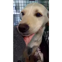 Foto dell\'animale cane - Matr. 2018/0153 - Microchip 380260043519820