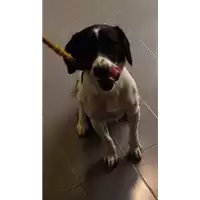 Foto dell\'animale cane - Matr. 2017/2691 - Microchip 380260042815885