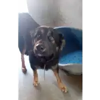 Foto dell\'animale cane - Matr. 2018/0158 - Microchip 380260043520205