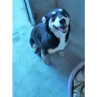 Foto dell\'animale cane - Matr. 2018/0159 - Microchip 380260043513405