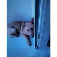 Foto dell\'animale cane - Matr. 2018/0160 - Microchip 380260043513408