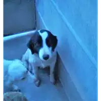 Foto dell\'animale cane - Matr. 2018/0166 - Microchip 380260043519501