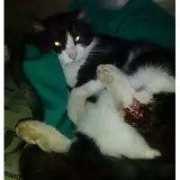Foto dell\'animale gatto - Matr. 2018/0163 - Microchip 380260043519751