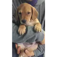 Foto dell\'animale cane - Matr. 2018/0077 - Microchip 380260043519627