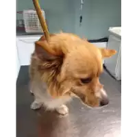 Foto dell\'animale cane - Matr. 2018/0168 - Microchip 380260043520019