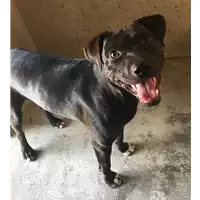 Foto dell\'animale cane - Matr. 2017/1583 - Microchip 380260043267297