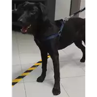 Foto dell\'animale cane - Matr. 2018/0169 - Microchip 380260043513367