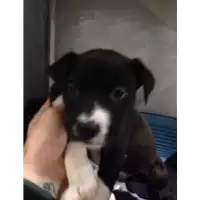 Foto dell\'animale cane - Matr. 2017/2480 - Microchip 380260042531403