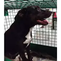 Foto dell\'animale cane - Matr. 2018/0170 - Microchip 380260043519559