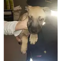 Foto dell\'animale cane - Matr. 2018/0177 - Microchip 380260043520348