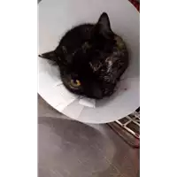 Foto dell\'animale gatto - Matr. 2018/0187 - Microchip 380260043512690