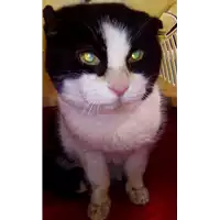 Foto dell\'animale gatto - Matr. 2018/0188 - Microchip 380260043520364