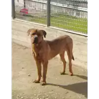 Foto dell\'animale cane - Matr. 2016/1770 - Microchip 380260042789476