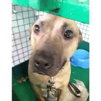 Foto dell\'animale cane - Matr. 2018/0213 - Microchip 380260042430588