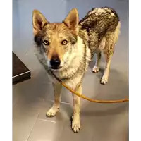 cane - Matr. 2018/0225 - Microchip 380260080338380