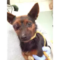 Foto dell\'animale cane - Matr. 2018/0227 - Microchip 380260043520232