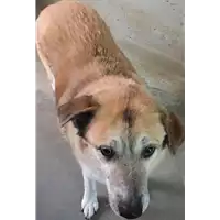 Foto dell\'animale cane - Matr. 2018/0231 - Microchip 380260043519842