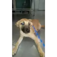 Foto dell\'animale cane - Matr. 2018/0234 - Microchip 380260043520122