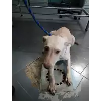 Foto dell\'animale cane - Matr. 2018/0235 - Microchip 380260043519772