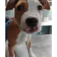 Foto dell\'animale cane - Matr. 2018/0238 - Microchip 380260101060892