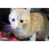 Foto dell\'animale gatto - Matr. 2018/0243 - Microchip 380260043519812