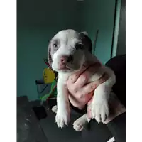 Foto dell\'animale cane - Matr. 2018/0240 - Microchip 380260043513028