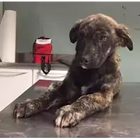 Foto dell\'animale cane - Matr. 2018/0251 - Microchip 380260043520209