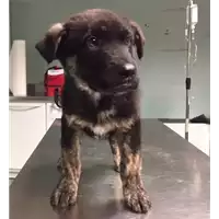 Foto dell\'animale cane - Matr. 2018/0254 - Microchip 380260043513093