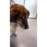 Foto dell\'animale cane - Matr. 1110/05 - Microchip 380098100759996