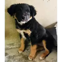 Foto dell\'animale cane - Matr. 2017/2307 - Microchip 380260042531729