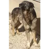Foto dell\'animale cane - Matr. 2009/1569 - Microchip 380260000088725