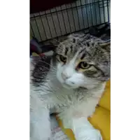 Foto dell\'animale gatto - Matr. 2018/0262 - Microchip 380260043519709