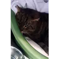 Foto dell\'animale gatto - Matr. 2018/0263 - Microchip 380260043519542