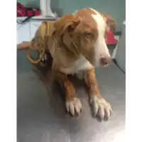 Foto dell\'animale cane - Matr. 2018/0268 - Microchip 380260043519954