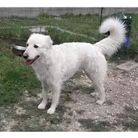 Foto dell\'animale cane - Matr. 2018/0266 - Microchip 380260043520323
